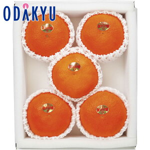 yzc}SݓX QY g܂ǂ YB-60 / Ε Ε ~Mtg ~̑蕨 2025 yV e Fl Ј e b͂]Ԏw聦Eւ͓͕s