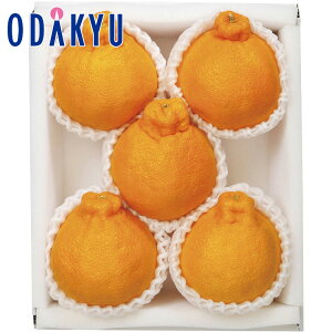 yzc}SݓX F{Y fR| / Ε Ε ~Mtg ~̑蕨 2025 yV e Fl Ј e b12/10菇͂i͂]ԎwjEւ͓͕s