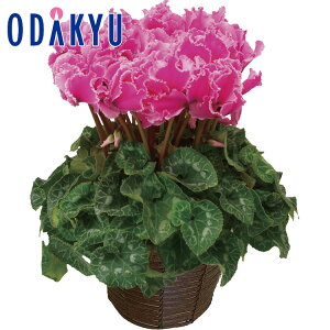 yzc}SݓX VN sNn / Ε Ε ~Mtg ~̑蕨 2025 yV e Fl Ј e b͂]Ԏw聦kCEkElEBEEւ͓͕s