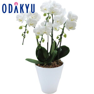 yzc}SݓX ~fBӒ F 3`4{ / Ε Ε ~Mtg ~̑蕨 2025 yV e Fl Ј e b͂]Ԏw聦kCEkElEBEEւ͓