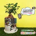 LINEで簡単★ 写真入り プレゼント 送料無料 名入れ おしゃれ お絵かき 観葉植物 鉢植え 植木鉢 フラワーギフト かわいい【 お絵かきフラワー ガジュマル 】しあわせの木 インテリア 花 贈り物 敬老の日 結婚祝い 還暦祝い お祝い返し 七五三 入園 孫 両親 祖父母 父の日