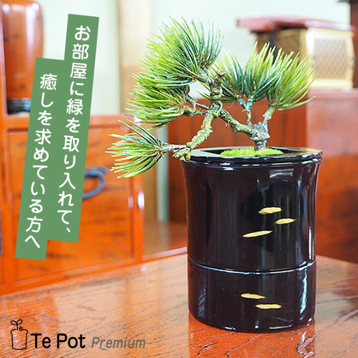 楽天市場】Te Pot Premium テポット プレミアム 室内 プランター 