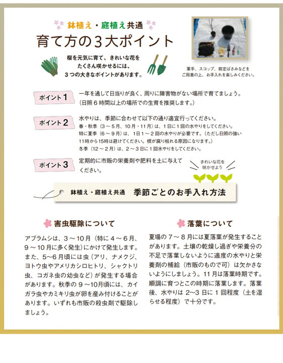 楽天市場 新品種 桜の苗木 開花時期 4月中旬 下旬 八重桜が好きな貴方に サクラの苗木 今しか買えない 期間限定 大きくなり過ぎない桜の苗木 成長し過ぎない桜の木 育成マニュアル付 育てる楽しさ 花見できない 鉢植え 庭植え 剪定 マンション ベランダ 想いを