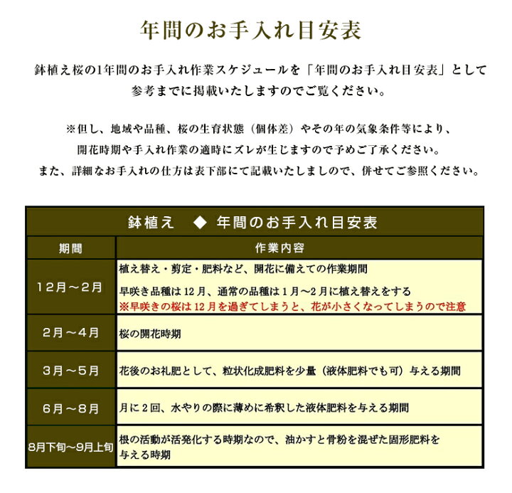 楽天市場 新品種 桜の苗木 開花時期 4月中旬 下旬 八重桜が好きな貴方に サクラの苗木 今しか買えない 期間限定 大きくなり過ぎない桜の苗木 成長し過ぎない桜の木 育成マニュアル付 育てる楽しさ 花見できない 鉢植え 庭植え 剪定 マンション ベランダ 想いを