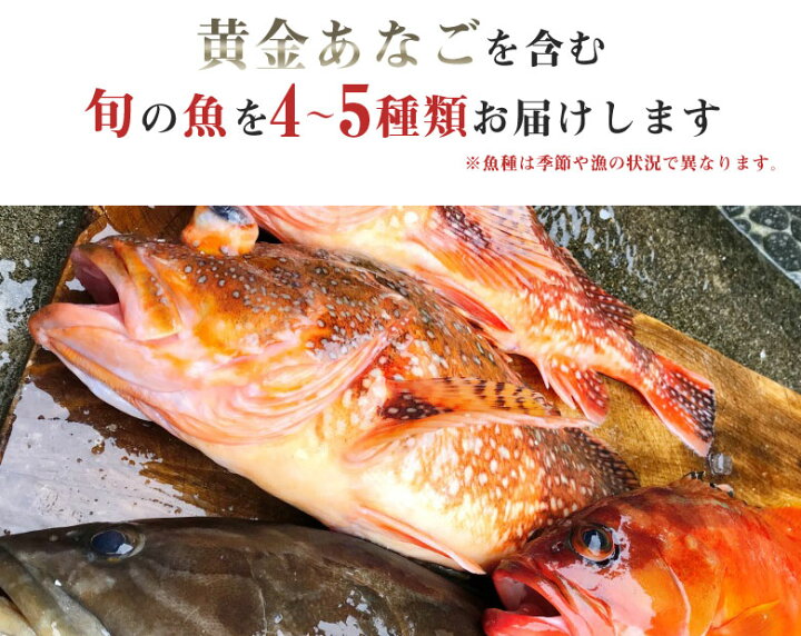 楽天市場 黄金あなご入り 対馬のお宝鮮魚パック 特上 下処理不要 天然物 穴子 あなご 黄金あなご 鮮魚 詰め合わせ セット 対馬 お刺身 煮つけ 揚げ物など 海鮮セット 豪華 ウロコ 内蔵 血抜き はらわた 処理済み 海の幸 海鮮 ボックス お正月 料理 豪華 想いを繋ぐ 楽天市場 黄金あなご入り 対馬のお宝鮮魚パック 特上 下処理不要 天然物 穴子 あなご 黄金あなご 鮮魚 詰め合わせ セット 対馬 お刺身 煮つけ 揚げ物など 海鮮セット 豪華 ウロコ 内蔵 血抜き はらわた 処理済み 海の幸 海鮮 ボックス お正月 料理 豪華 想いを繋ぐ