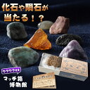 【送料330円でまとめて発送！】化石や鉱物が入っているマッチ箱博物館　鉱物と化石のコレクション 鉱物 化石 隕石 虫 …