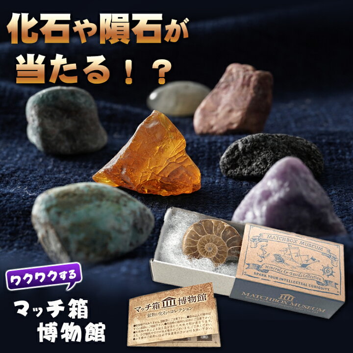 楽天市場】【送料330円でまとめて発送！】化石や鉱物が入っている 