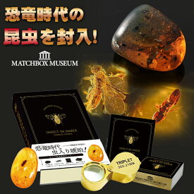 恐竜時代の昆虫！ 虫入り琥珀のコレクション マッチ箱博物館 科学雑貨 化石 昆虫 虫 琥珀 マッチ箱 観察キット 開封 開封の儀 ミステリーボックス ルーペ 石 自由研究 ガチャ がちゃ 宝石 楽しい コレクション プレゼント ギフト 子供 大人