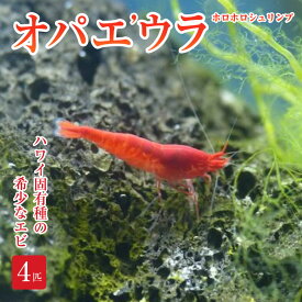 オパエウラ 4匹 ホロホロシュリンプ ピクシーシュリンプ ホロホロシュリンプ スカーレットシュリンプ ボトルリウム ビーシュリンプ ハワイ原産のエビ エビ水槽 エビ飼育 EcoSPHERE エコスフェア エコスフィア BIOILLUMI バイオルミ