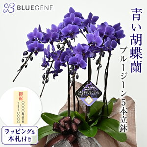 �F�Ӓ��� �u���[�W�[�� 5�{���� Blue Gene �Ӓ��� �R�`���E���� �u���[ �� ���b�s���O ������ �؎D���� �������� �� ���j�� �� ���� �Ê� ��� �J�X �J�@ �J�� �j �В� �A�C ��j �ړ] �V�X ���M