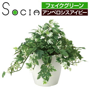 アイビー 鉢 おしゃれの人気商品 通販 価格比較 価格 Com アイビー 鉢 おしゃれの人気商品 通販 価格比較 価格 Com
