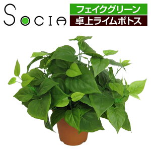フェイクグリーン 光触媒の人気商品 通販 価格比較 価格 Com フェイクグリーン 光触媒の人気商品 通販 価格比較 価格 Com