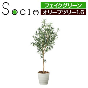オリーブ 観葉植物の人気商品 通販 価格比較 価格 Com