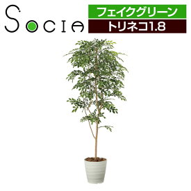 楽天市場 トリネコ 花 ガーデン Diy の通販 楽天市場 トリネコ 花 ガーデン Diy の通販