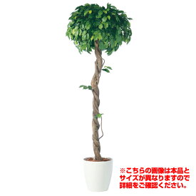 観葉植物 人工 樹木 フィッカスベンジャミナシングル 高さ2000mm Lサイズ 鉢:RP-370