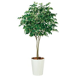観葉植物 人工 樹木 ベンジャミン ワイド FST 高さ2000mm Lサイズ 鉢:クォーツ360