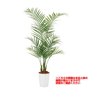 �ϗt�A�� �l�H ���� �A���J���V PE ����1200mm S�T�C�Y ��:�ȈՃ|�b�g