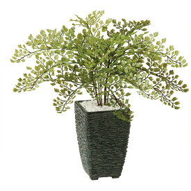 楽天市場 沖縄 観葉植物 種類 植物 アジアンタム の通販 楽天市場 沖縄 観葉植物 種類 植物 アジアンタム の通販
