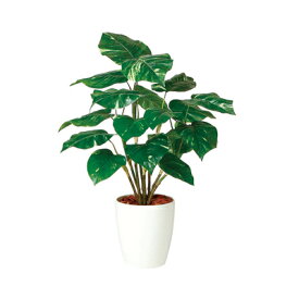楽天市場 ポトス 花言葉 花 観葉植物 花 ガーデン Diy の通販 楽天市場 ポトス 花言葉 花 観葉植物 花 ガーデン Diy の通販