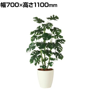 モンステラ 観葉植物の人気商品 通販 価格比較 価格 Com モンステラ 観葉植物の人気商品 通販 価格比較 価格 Com