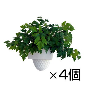 観葉植物 生木 樹木 エレンダニカ (フラワーボックス用) 高さ約240mm 4個セット