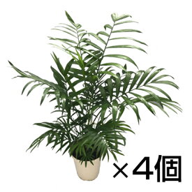 楽天市場 フラワーボックス 種類 植物 ヤシ 花 観葉植物 花 ガーデン Diy の通販 楽天市場 フラワーボックス 種類 植物 ヤシ 花 観葉植物 花 ガーデン Diy の通販
