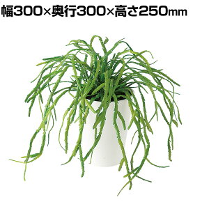 ϗtA lH tFCNO[  vTX 250mm :SA-4(WH) 