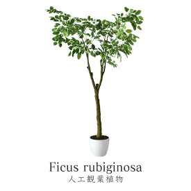 楽天市場 沖縄 観葉植物 種類 植物 パキラ の通販 楽天市場 沖縄 観葉植物 種類 植物 パキラ の通販