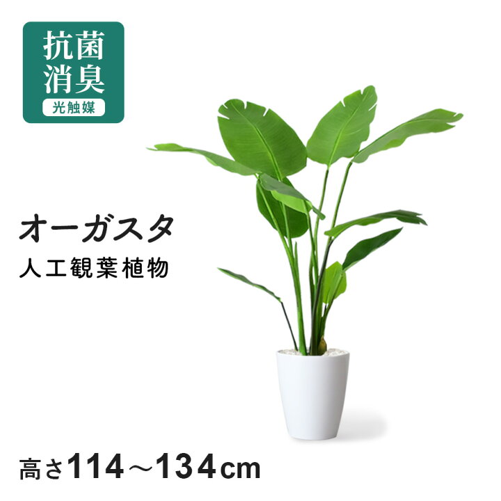 楽天市場】人工観葉植物 フェイクグリーン 観葉植物 ストレリチア  