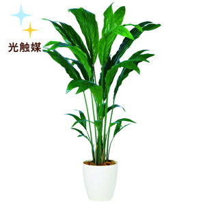 観葉植物 チャメドレアの通販 価格比較 価格 Com