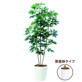 楽天市場 美容室 開店祝い 種類 植物 カポック 花 ガーデン Diy の通販