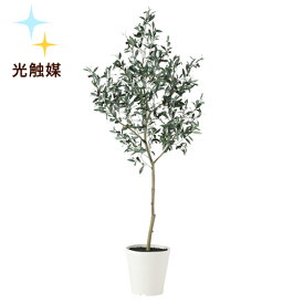 楽天市場 オリーブ 観葉植物 180の通販