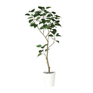ボダイジュ 観葉植物の人気商品 通販 価格比較 価格 Com ボダイジュ 観葉植物の人気商品 通販 価格比較 価格 Com