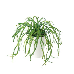 tFCNO[y vTX z30 × s30 × 25cmItBXO[ ϗtA tFCN lHϗtA  JƏj JXj ړ]j Vzj 蕨 