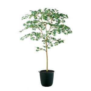 tFCNO[y G} }~W GREEN FST z100 × s90 × 150cmItBXO[ ϗtA tFCN lHϗtA ^ JƏj JXj ړ]j Vzj 蕨 