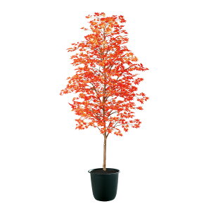 tFCNO[y G} }~W g z80 × s80 × 180cmItBXO[ ϗtA tFCN lHϗtA ^ JƏj JXj ړ]j Vzj 蕨 