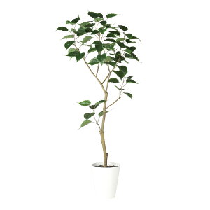 tFCNO[y Ch{_CW FST z70 × s50 × 150cmItBXO[ ϗtA tFCN lHϗtA ^ JƏj JXj ړ]j Vzj 蕨 