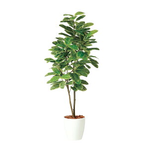 tFCNO[y G} AeV} FST z80 × s80 × 180cmItBXO[ ϗtA tFCN lHϗtA ^ JƏj JXj ړ]j Vzj 蕨 