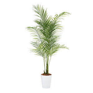 tFCNO[y G} AJV PE z80 × s80 × 180cmItBXO[ ϗtA tFCN lHϗtA ^ JƏj JXj ړ]j Vzj 蕨 