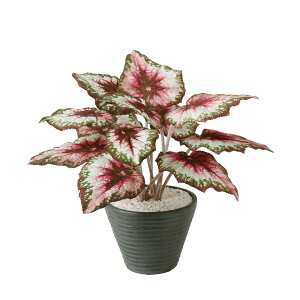 tFCNO[y G} bNXxSjA z40 × s40 × 35cmItBXO[ ϗtA tFCN lHϗtA  JƏj JXj ړ]j Vzj 蕨 