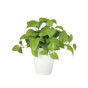 tFCNO[y G} C|gX ubV z30 × s30 × 30cmItBXO[ ϗtA tFCN lHϗtA  JƏj JXj ړ]j Vzj 蕨 