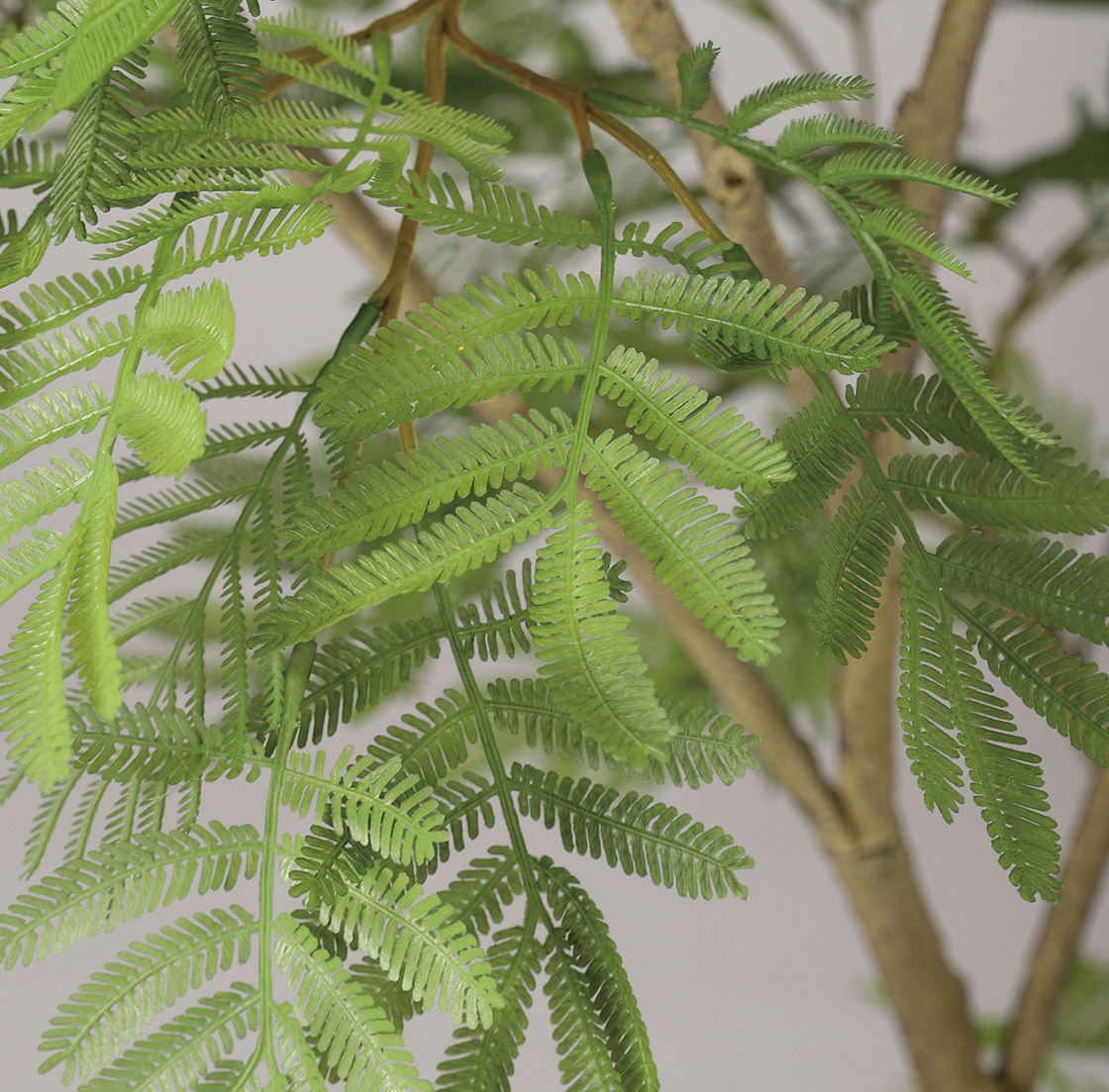 W60 × D60 × H120cmしなやかで繊細なスタイルが魅力のエバーフレッシュ。絶妙なバランスとボリューム感で葉を配置することで無造作な樹木本来の姿をダイレクトに表現。