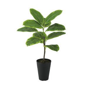 tFCNO[y AeV} [c|bg z35 × s35 × 55cmItBXO[ ϗtA tFCN lHϗtA  JƏj JXj ړ]j Vzj 蕨 