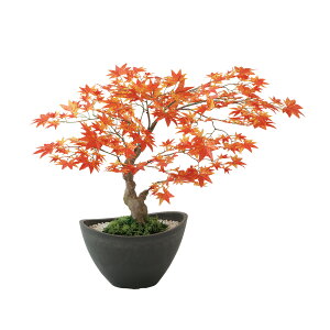 tFCNO[y }~W {E RED z50 × s50 × 45cmItBXO[ ϗtA tFCN lHϗtA  JƏj JXj ړ]j Vzj 蕨 