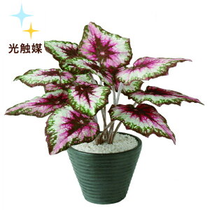 観葉植物 ベゴニアの人気商品 通販 価格比較 価格 Com
