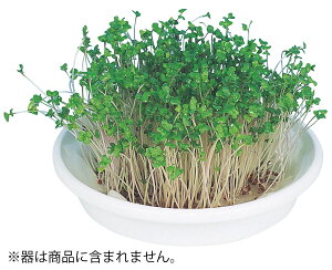 A[ebN k͔|jbg ubR[XvEg 4548030029692