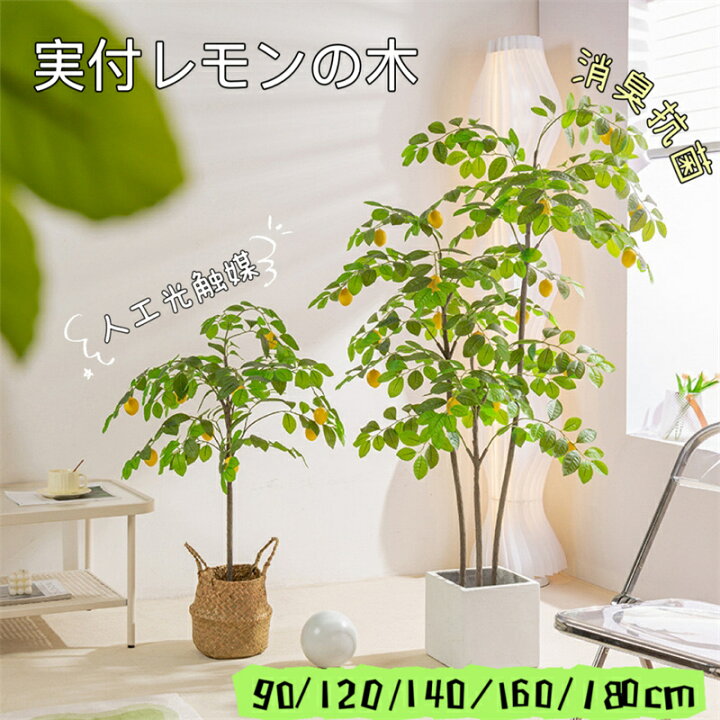 楽天市場】観葉植物 実付レモンの木 レモンの木 レモン 90/120/140/160 