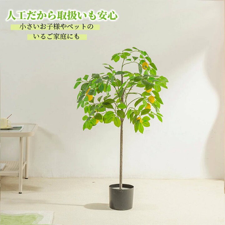 楽天市場】観葉植物 実付レモンの木 レモンの木 レモン 90/120/140/160 