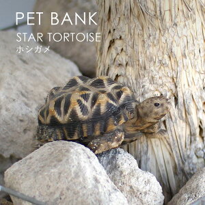 PET BANK �y�b�g�o���N STAR TORTOISE �z�V�K�� | �C���h�z�V�K�� / �T / ������ / �I�u�W�F / �u�� / ���� / �C���e���A / �M�t�g / magnet / �}�O�l�b�g�y����E���� ���͂��s�z