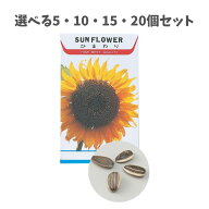 【選べる5・10・15・20個セット】花の種 ヒマワリ (2741) 約13粒 ガーデニング 家庭菜園 理科教材 お花 …